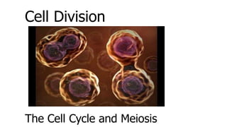 Cell Division
The Cell Cycle and Meiosis
 