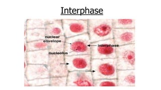 Mircoscope Interphase Mitosis and meiosis | PPTX