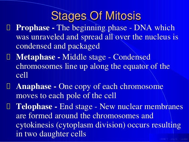 Prophase of mitosis vs meiosis - honestroden