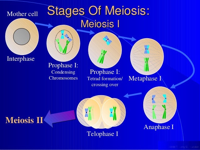 Mitosis and meiosis telophase 2 diagram 