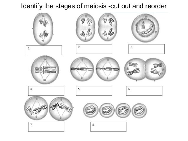 Mitosis and meiosis