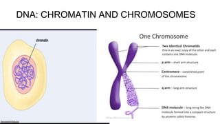 DNA: CHROMATIN AND CHROMOSOMES
 