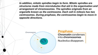 Mitosis and meiosis | PPT