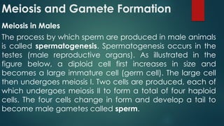 Quarter two week three Mitosis and Meiosis.pptx