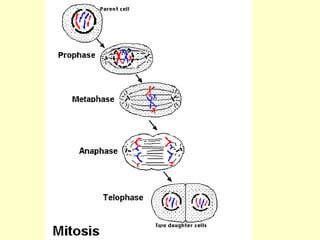 Mitosis and Meiosis for Grade 7 Science 7 | PPT