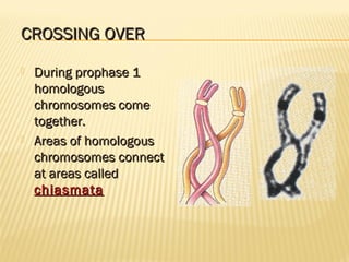 Mitosis and Meiosis | PPT