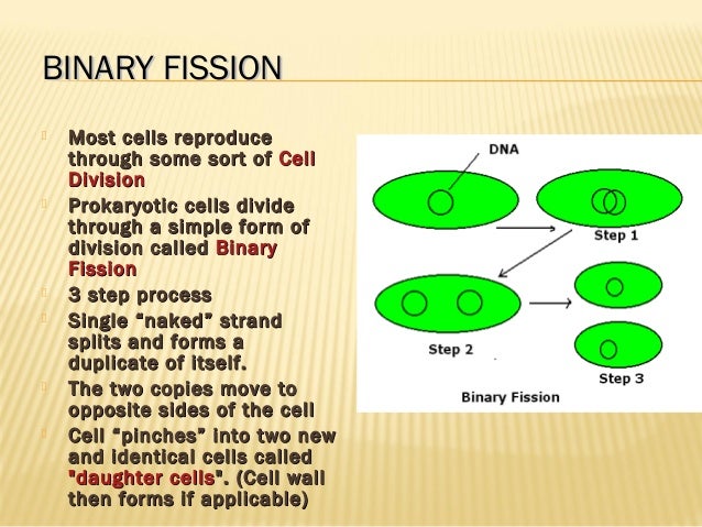 steps of binary fission