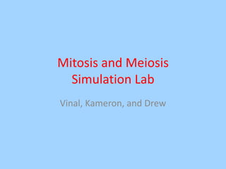 Mitosis and Meiosis Simulation Lab Vinal, Kameron, and Drew 