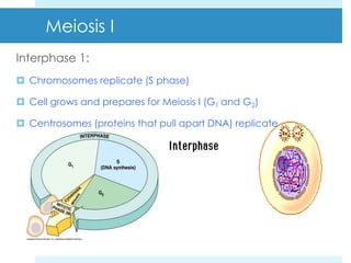 Mitosis and meiosis slides | PPTX