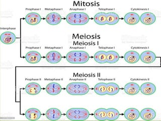 Stages Of Mitosis And Meiosis Under Microscope Micropedia 1500x971