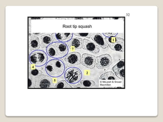 Mitosis and meiosis summ