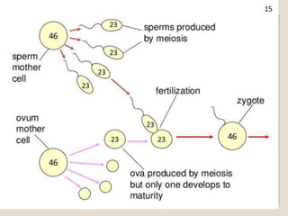 Mitosis and meiosis summ