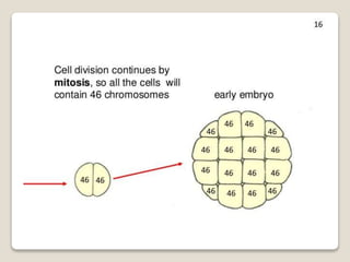 Mitosis and meiosis summ