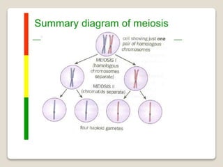 Mitosis and meiosis summ