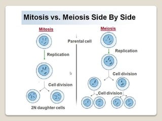 Mitosis and meiosis summ