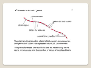 Mitosis and meiosis summ