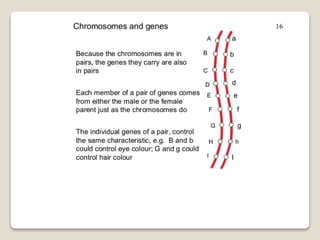 Mitosis and meiosis summ