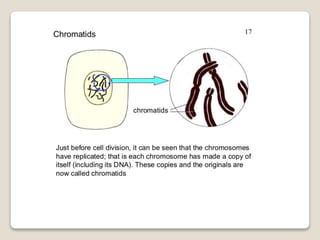 Mitosis and meiosis summ