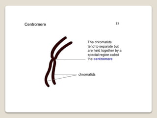 Mitosis and meiosis summ