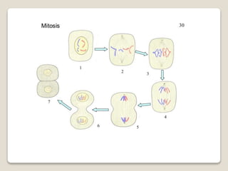 Mitosis and meiosis summ