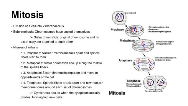 Mitosis and the cell cycle