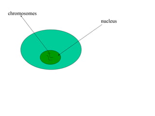nucleus chromosomes 