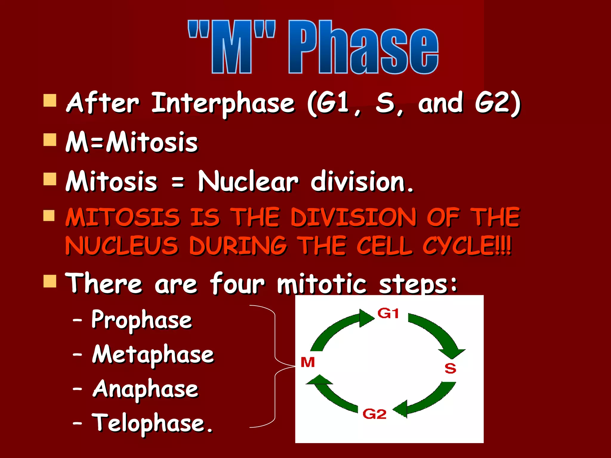  After Interphase (G1, S, and G2)
 M=Mitosis
 Mitosis = Nuclear division.
   MITOSIS IS THE DIVISION OF THE
    NUCLEUS DURING THE CELL CYCLE!!!
   There are four mitotic steps:
    –   Prophase
    –   Metaphase
    –   Anaphase
    –   Telophase.
 