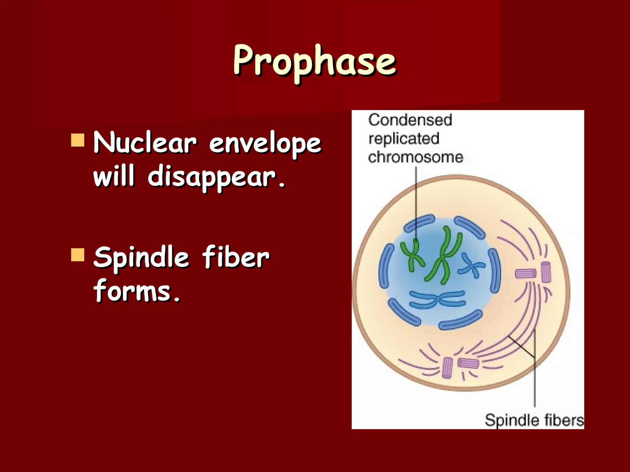 Prophase
   Nuclear envelope
    will disappear.

   Spindle fiber
    forms.
 