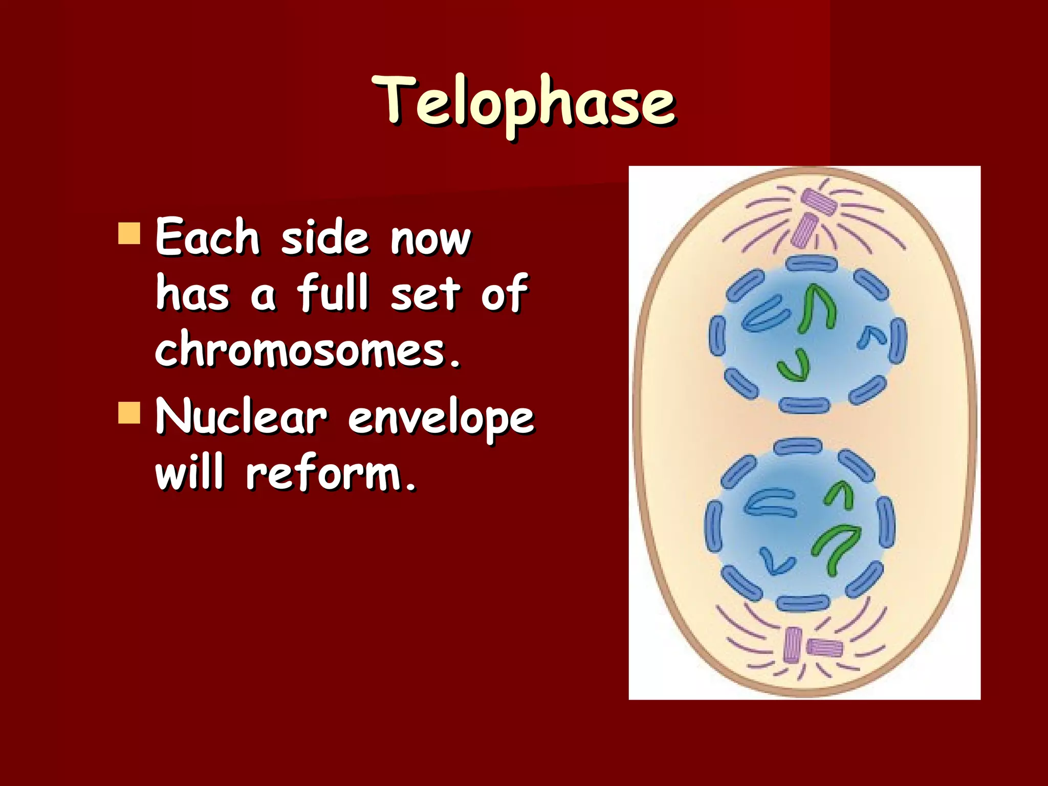 Telophase
 Each side now
  has a full set of
  chromosomes.
 Nuclear envelope
  will reform.
 