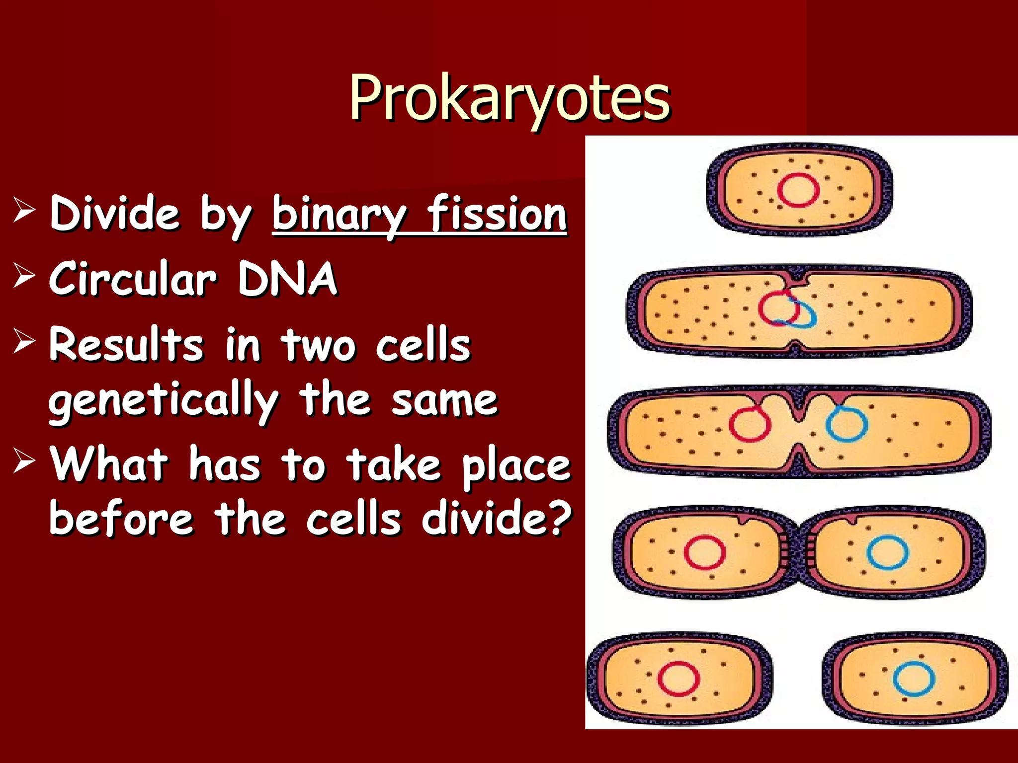 Prokaryotes
 Divide by binary fission
 Circular DNA
 Results in two cells
  genetically the same
 What has to take place
  before the cells divide?
 