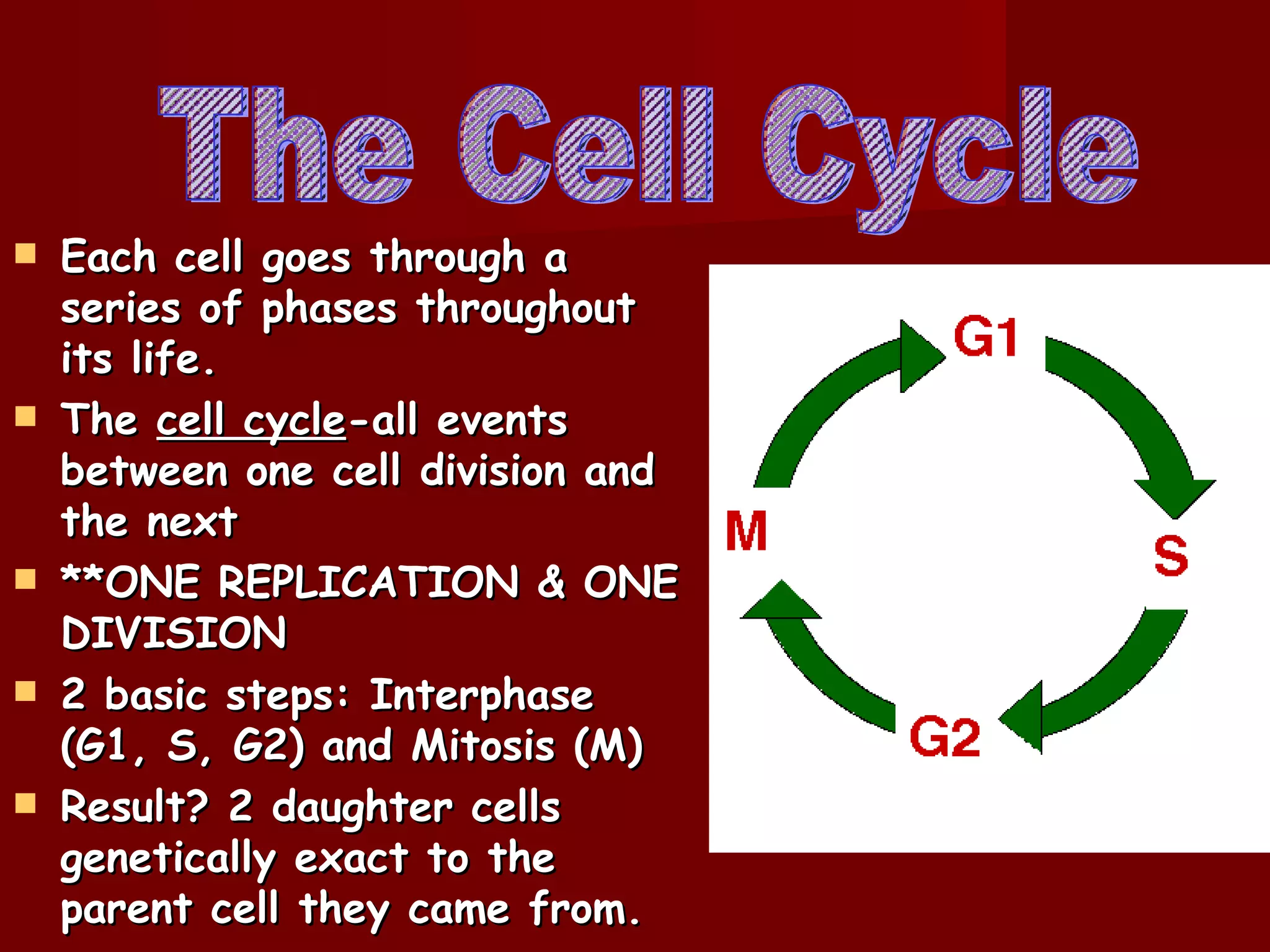    Each cell goes through a
    series of phases throughout
    its life.
   The cell cycle-all events
    between one cell division and
    the next
   **ONE REPLICATION & ONE
    DIVISION
   2 basic steps: Interphase
    (G1, S, G2) and Mitosis (M)
   Result? 2 daughter cells
    genetically exact to the
    parent cell they came from.
 