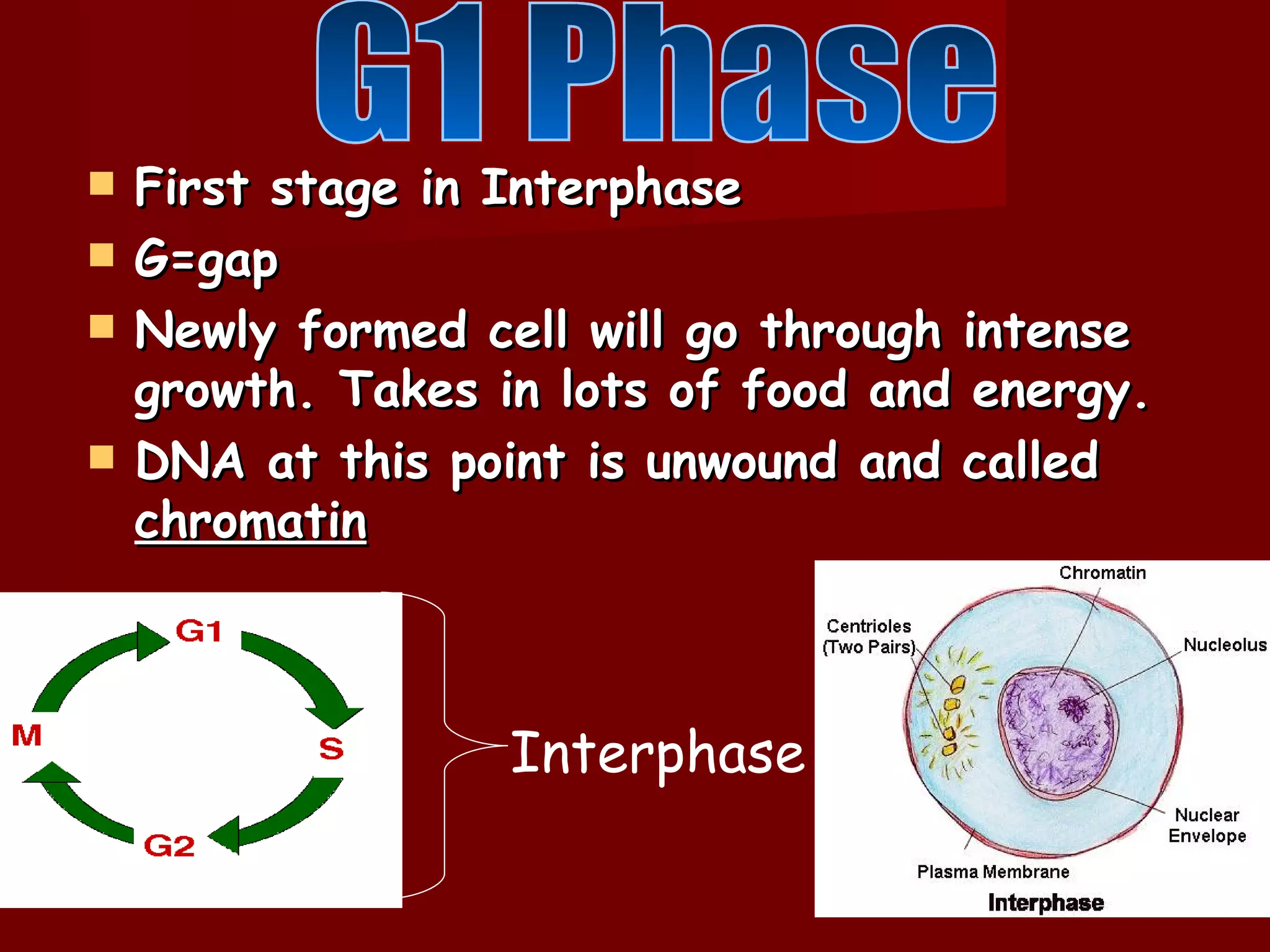    First stage in Interphase
   G=gap
   Newly formed cell will go through intense
    growth. Takes in lots of food and energy.
   DNA at this point is unwound and called
    chromatin



                   Interphase
 