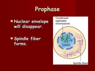 Prophase
   Nuclear envelope
    will disappear.

   Spindle fiber
    forms.
 