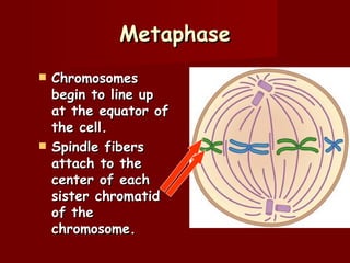Metaphase
   Chromosomes
    begin to line up
    at the equator of
    the cell.
   Spindle fibers
    attach to the
    center of each
    sister chromatid
    of the
    chromosome.
 