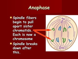 Anaphase
 Spindle fibers
  begin to pull
  apart sister
  chromatids.
  Each is now a
  chromosome
 Spindle breaks
  down after
  this.
 