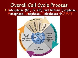 Overall Cell Cycle Process
   Interphase (G1, S, G2) and Mitosis (Prophase,
    Metaphase, Anaphase, Telophase)  IPMAT
 