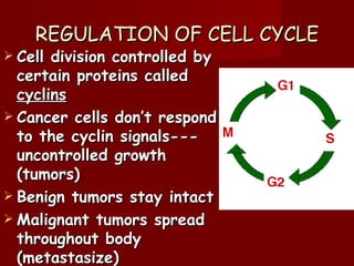 REGULATION OF CELL CYCLE
 Cell division controlled by
  certain proteins called
  cyclins
 Cancer cells don’t respond
  to the cyclin signals---
  uncontrolled growth
  (tumors)
 Benign tumors stay intact
 Malignant tumors spread
  throughout body
  (metastasize)
 