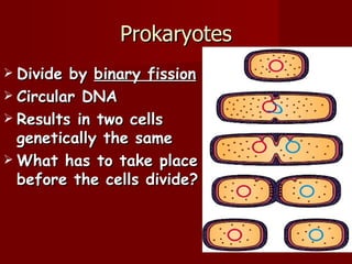 Prokaryotes
 Divide by binary fission
 Circular DNA
 Results in two cells
  genetically the same
 What has to take place
  before the cells divide?
 