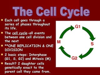    Each cell goes through a
    series of phases throughout
    its life.
   The cell cycle-all events
    between one cell division and
    the next
   **ONE REPLICATION & ONE
    DIVISION
   2 basic steps: Interphase
    (G1, S, G2) and Mitosis (M)
   Result? 2 daughter cells
    genetically exact to the
    parent cell they came from.
 