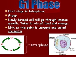    First stage in Interphase
   G=gap
   Newly formed cell will go through intense
    growth. Takes in lots of food and energy.
   DNA at this point is unwound and called
    chromatin



                   Interphase
 