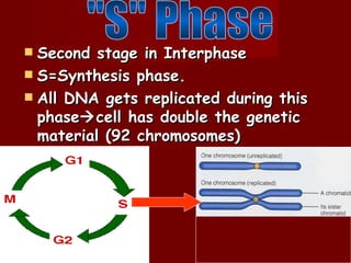  Second stage in Interphase
 S=Synthesis phase.
 All DNA gets replicated during this
  phase cell has double the genetic
  material (92 chromosomes)
 