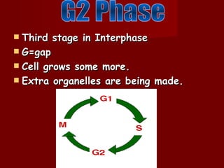  Third stage in Interphase
 G=gap
 Cell grows some more.
 Extra organelles are being made.
 