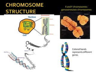 X andY chromosomes:
gonosomes/sex-chromosomes
Colored bands
represents different
genes
 