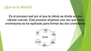 ¿Que es la Mitosis?
Es el proceso real por el que la célula se divide en dos
células nuevas. Este proceso empieza una vez que cada
cromosoma se ha replicado para formar las dos cromátidas.
 