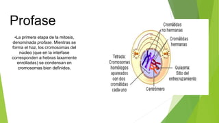 Profase
•La primera etapa de la mitosis,
denominada profase. Mientras se
forma el haz, los cromosomas del
núcleo (que en la interfase
corresponden a hebras laxamente
enrolladas) se condensan en
cromosomas bien definidos.
 