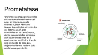 Prometafase
•Durante esta etapa puntas de los
microtúbulos en crecimiento del
áster se fragmentan en la
cubierta nuclear. Al mismo
tiempo, los múltiples microtúbulos
del áster se unen a las
cromátidas en los centrómeros,
donde las cromátidas pareadas
aún están unidas entre sí; a
continuación, los túbulos tiran de
una cromátida de cada par,
alejando cada una hacia el polo
celular correspondiente.
 