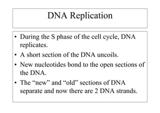 DNA Replication

• During the S phase of the cell cycle, DNA
  replicates.
• A short section of the DNA uncoils.
• New nucleotides bond to the open sections of
  the DNA.
• The “new” and “old” sections of DNA
  separate and now there are 2 DNA strands.
 
