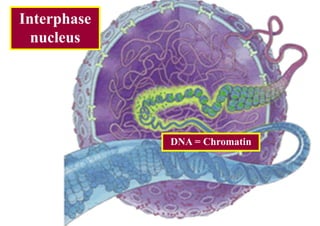 Interphase
  nucleus




             DNA = Chromatin
 