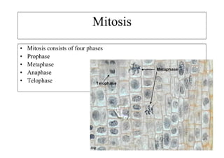 Mitosis
•   Mitosis consists of four phases
•   Prophase
•   Metaphase
•   Anaphase
•   Telophase
 