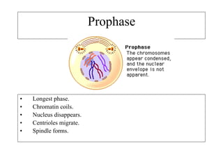 Prophase




•   Longest phase.
•   Chromatin coils.
•   Nucleus disappears.
•   Centrioles migrate.
•   Spindle forms.
 